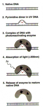 Case Based Multiple Choice Questions Archives Our Biochemistry