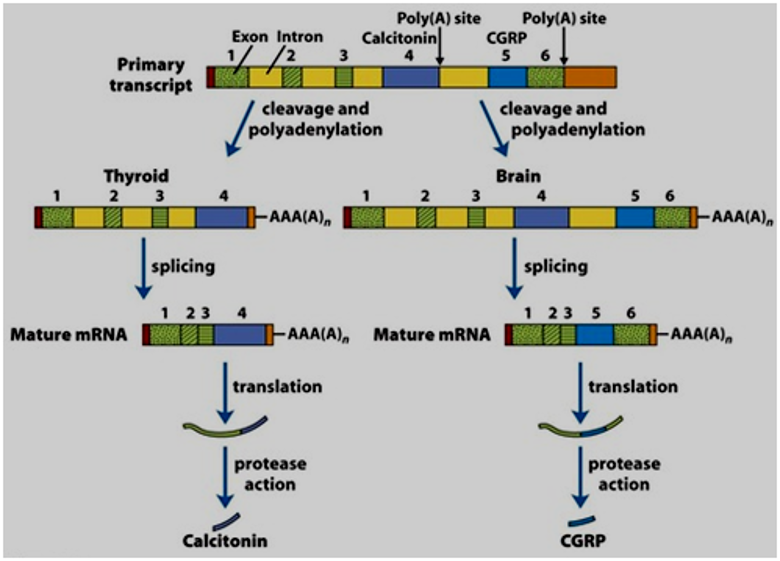 Post Transcriptional Modifications Our Biochemistry Namrata Chhabra