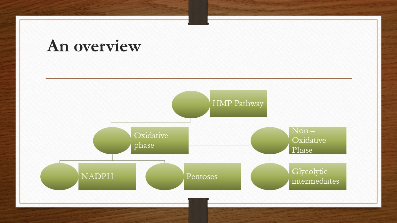 Multiple Choice Questions Hmp Pentose Phosphate Pathway Our