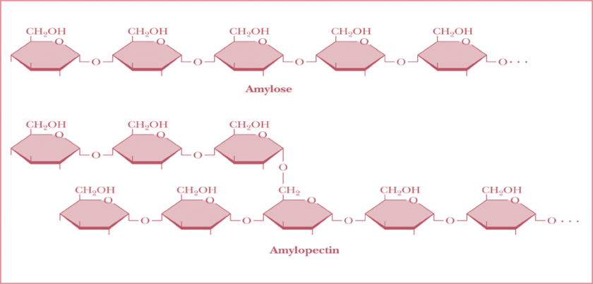 The action of alpha-amylase on starch