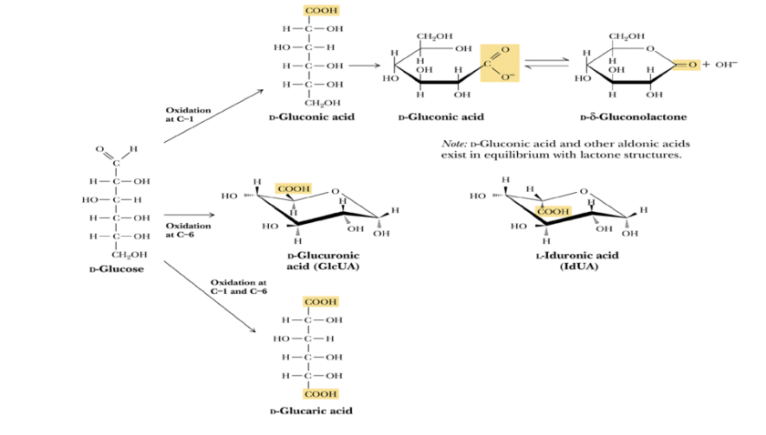 Gray Baby Syndrome and the Role of Glucuronic acid
