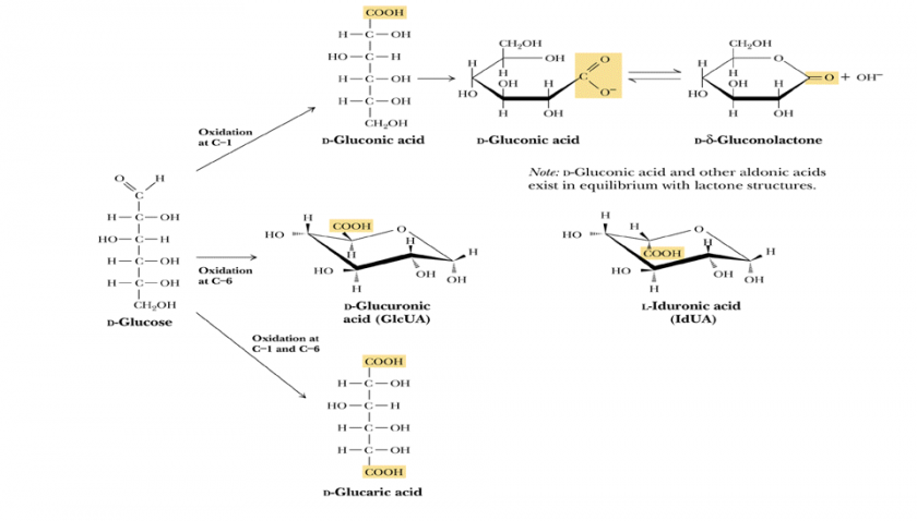 Gray Baby syndrome and the role of Glucuronic acid