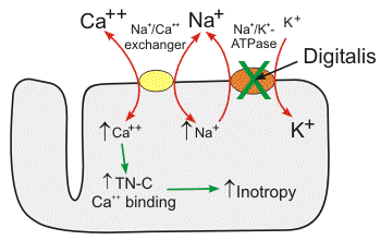 Digoxin- Chemistry and mechanism of action