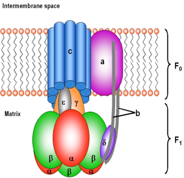 ATP Synthase Archives | Our Biochemistry- Namrata Chhabra