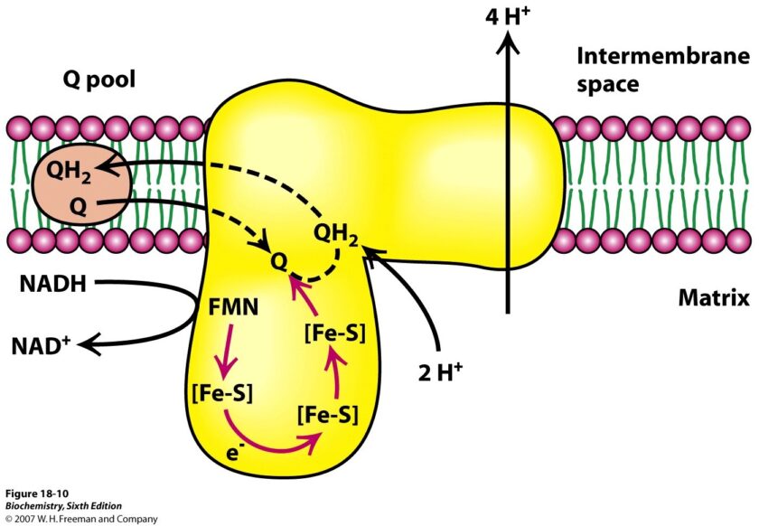 Biological oxidation & Electron transport chain