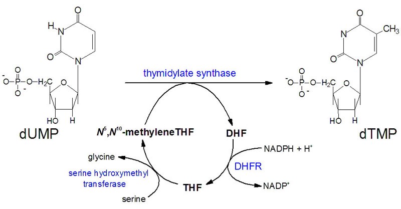 Метотрексат механизм действия. Thymidylate. Тимидин 3 фосфат. Thymidylate synthetase. Тимидин Кристаллы.