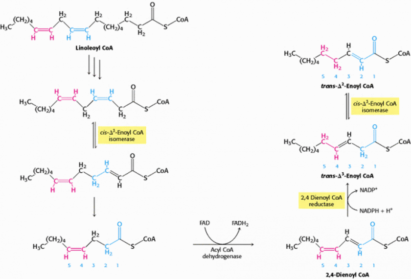 Beta Oxidation Of Odd Chain And Unsaturated Fatty Acids Lecture 4 Our Biochemistry Namrata 5213