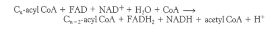 Steps Of Beta-oxidation- Lecture-3 | Our Biochemistry- Namrata Chhabra