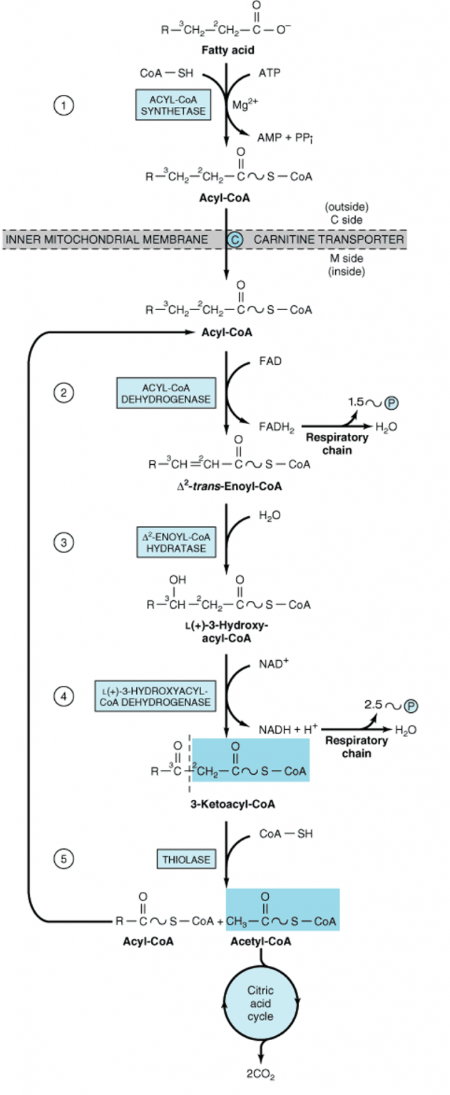 Steps Of Beta-oxidation- Lecture-3 | Our Biochemistry- Namrata Chhabra