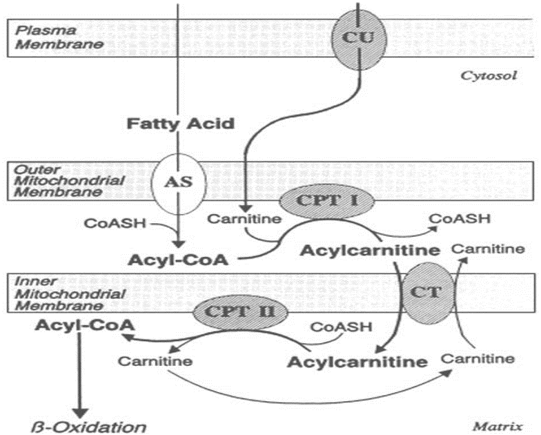 carnitine acyltransferase 1