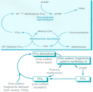 case study 87 folic acid deficiency anemia