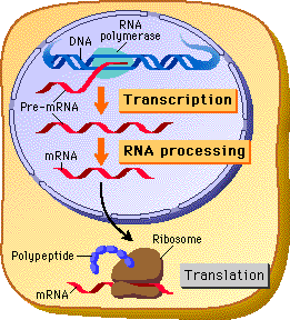 Transcription (part -2) Prokaryotic V/S Eukaryotic Transcription | Our ...