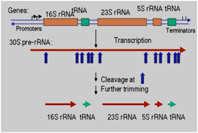 Post Transcriptional Modifications Our Biochemistry Namrata Chhabra 7673