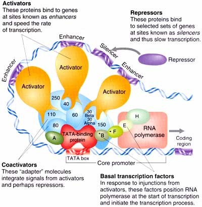 Transcription (part -2) Prokaryotic V/S Eukaryotic Transcription | Our ...