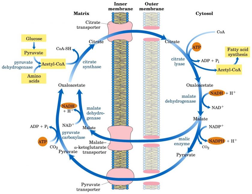 Fatty Acid Synthase Complex Archives Our Biochemistry Namrata Chhabra