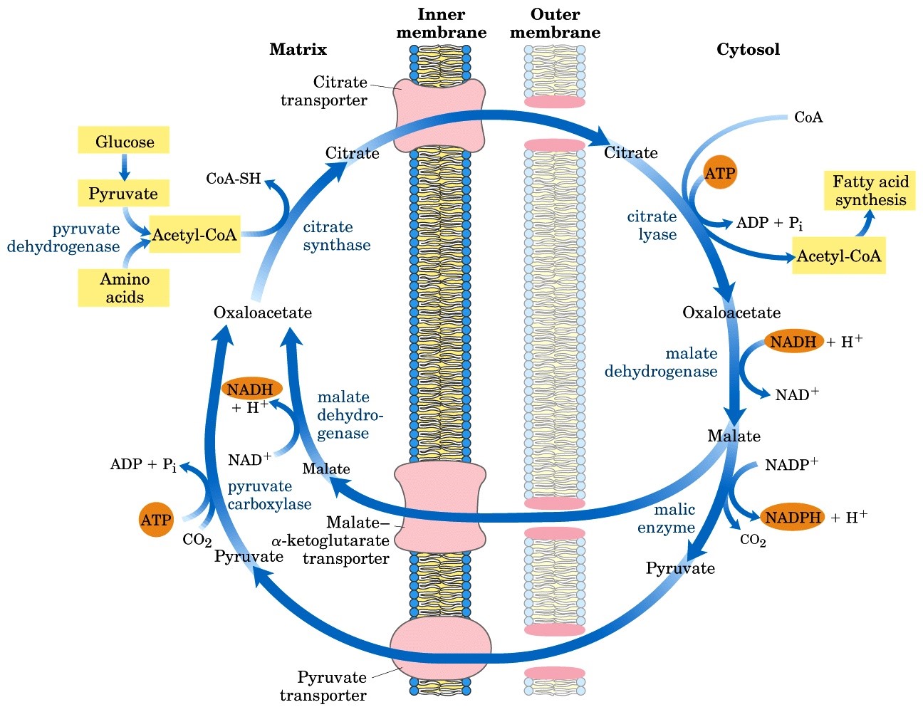 An Overview Of Fatty Acid Biosynthesis